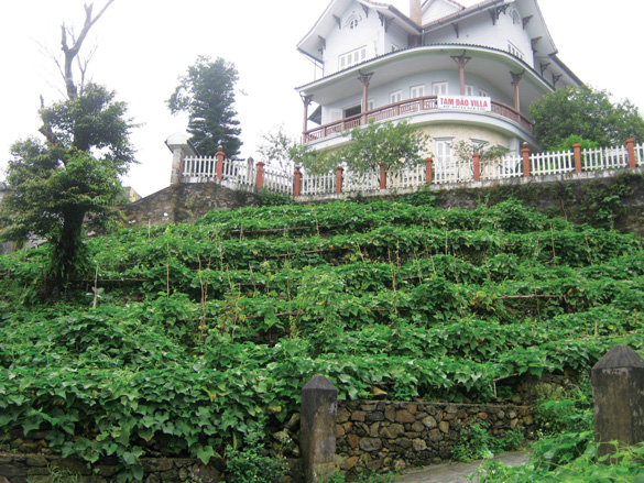 5 dltd Tam Đảo, thị trấn xanh trong mây mù