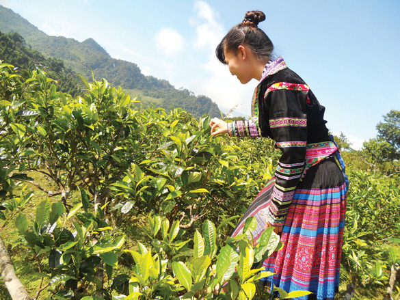3 Pang Cang Vẻ đẹp Suối Giàng