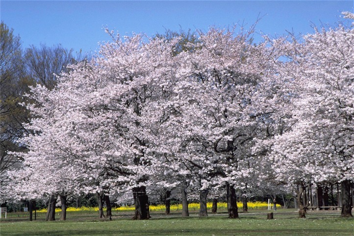 Hanami Cherry blossom viewing